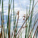 Juncus effusus Cvet