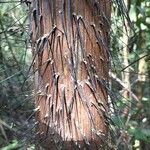 Oncosperma horridum Bark