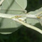 Croton argenteus Blatt