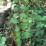 Asplenium boltonii Leaf