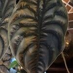 Alocasia cuprea List