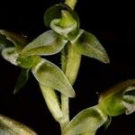 Goodyera viridiflora Plod