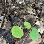 Dichondra carolinensis Feuille