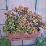 Crassula ovataبرگ