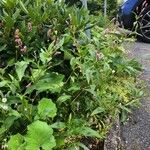 Persicaria maculosa Natur