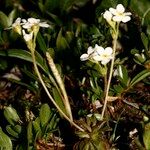 Androsace obtusifolia Libunga