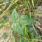 Vigna speciosa Hostoa