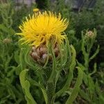 Centaurea macrocephala Цветок