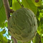 Annona cherimola Fruit