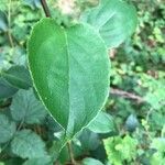 Actinidia arguta Feuille