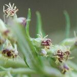 Artemisia verlotiorum