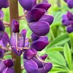 Lupinus polyphyllus Fleur