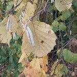 Corylus americana Kita