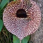 Aristolochia grandiflora Fleur