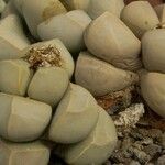 Lapidaria margaretae Hoja