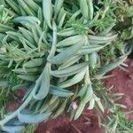 Senecio radicans Hoja