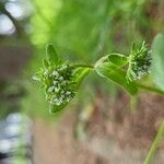 Valerianella locustaFleur