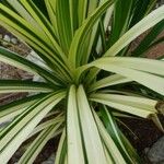 Pandanus tectorius Leaf