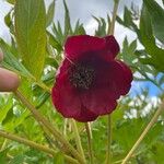 Paeonia delavayi Кветка