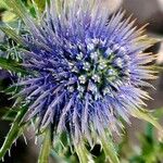 Eryngium alpinum Flower