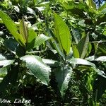 Miconia impetiolaris Leaf