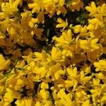 Cytisus galianoi Fula