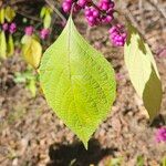 Callicarpa americanaFruit