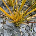 Carex elata Fuelha