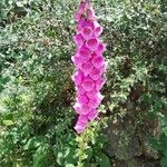 Digitalis purpureaBlüte