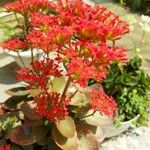 Kalanchoe crenata花