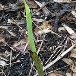 Musa basjoo Leaf