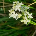 Galium saxatile Flor