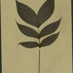 Geonoma aspidiifolia Hoja