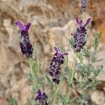 Lavandula stoechasফুল