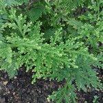 Selaginella involvens Foglia