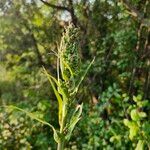 Lactuca floridana Flor