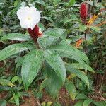 Cheilocostus speciosus Habit