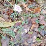 Scabiosa triandra पत्ता