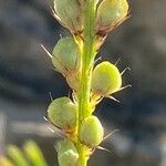 Onobrychis saxatilis Fruit