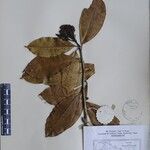 Photinia integrifolia Otro