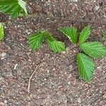 Rubus echinatus Leaf