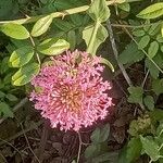 Valeriana lecoqii Flower