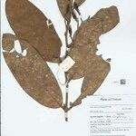 Cryptocarya impressa Other