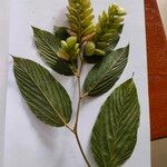 Flemingia strobilifera 葉