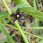 Vincetoxicum nigrum Flower