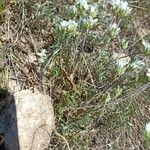 Arenaria aggregata Hoja
