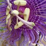 Passiflora maliformis Flower