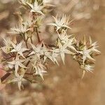 Crassula sarmentosa Flower