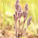 Striga gesnerioides Blüte