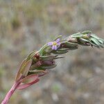 Lythrum hyssopifolia पत्ता